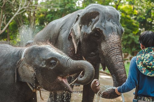 thailand, elephant, child - Thailand Travel Guide: 10 Epic Adventures For Your Bucket List