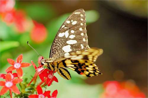 butterfly vlinder butterfflygarden harskamp thenetherlands summer macro bokeh atsjebosma nature natuur vlindertuin flowers bloemen koninginepage sunrays5 - Top 10 Must-Visit Places In Canada For Your Travel Bucket List