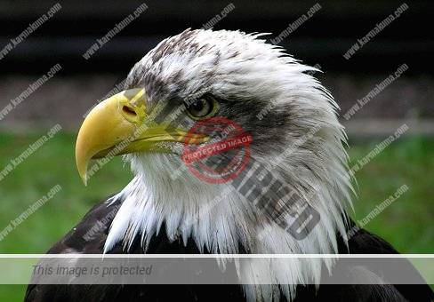bald eagle, nature, eagle